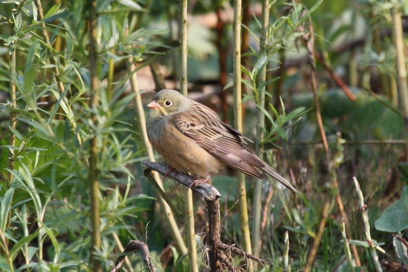 Ortolan Bunting