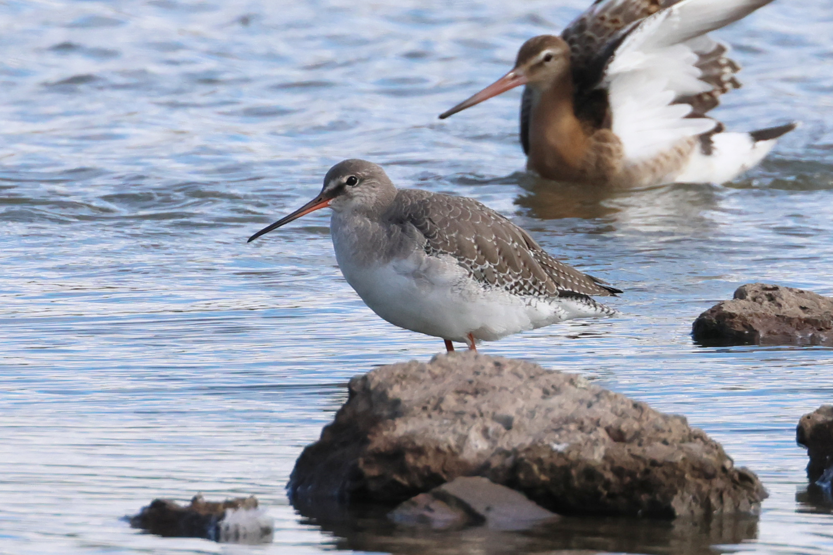 Spotted Redshank