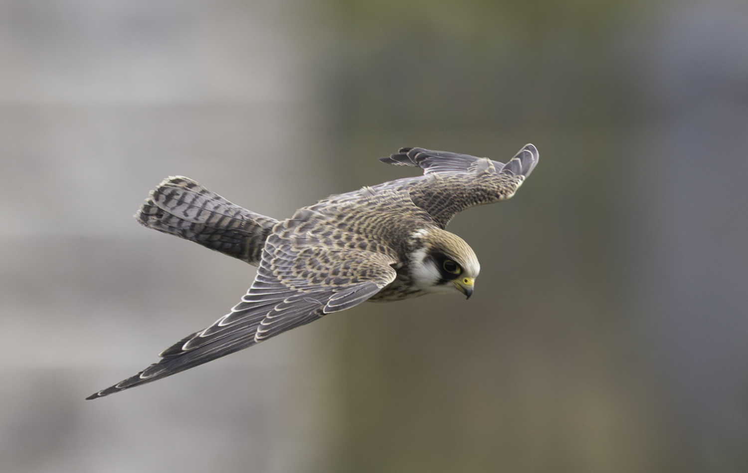 Red-footed Falcon