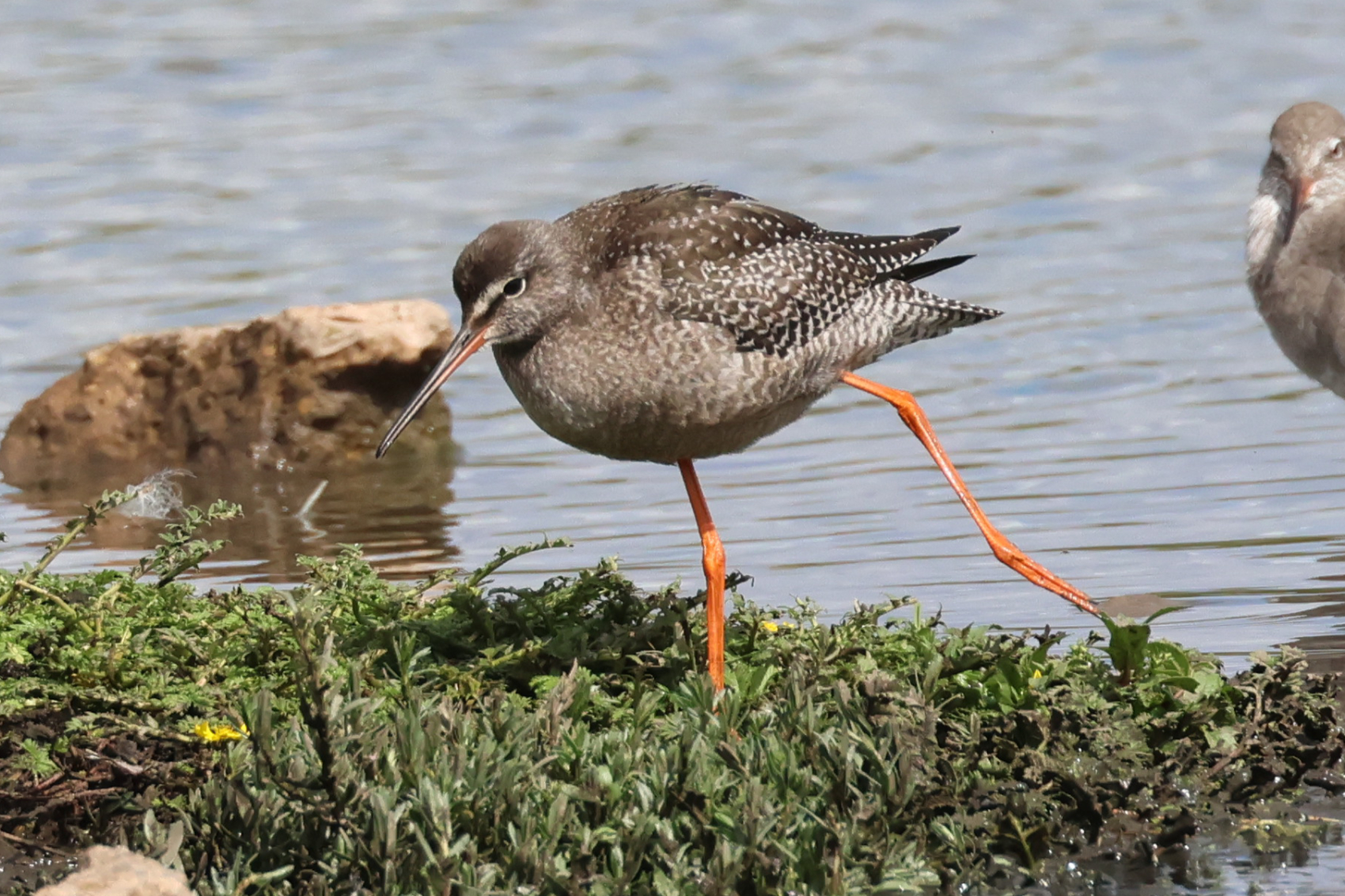 Spotted Redshank
