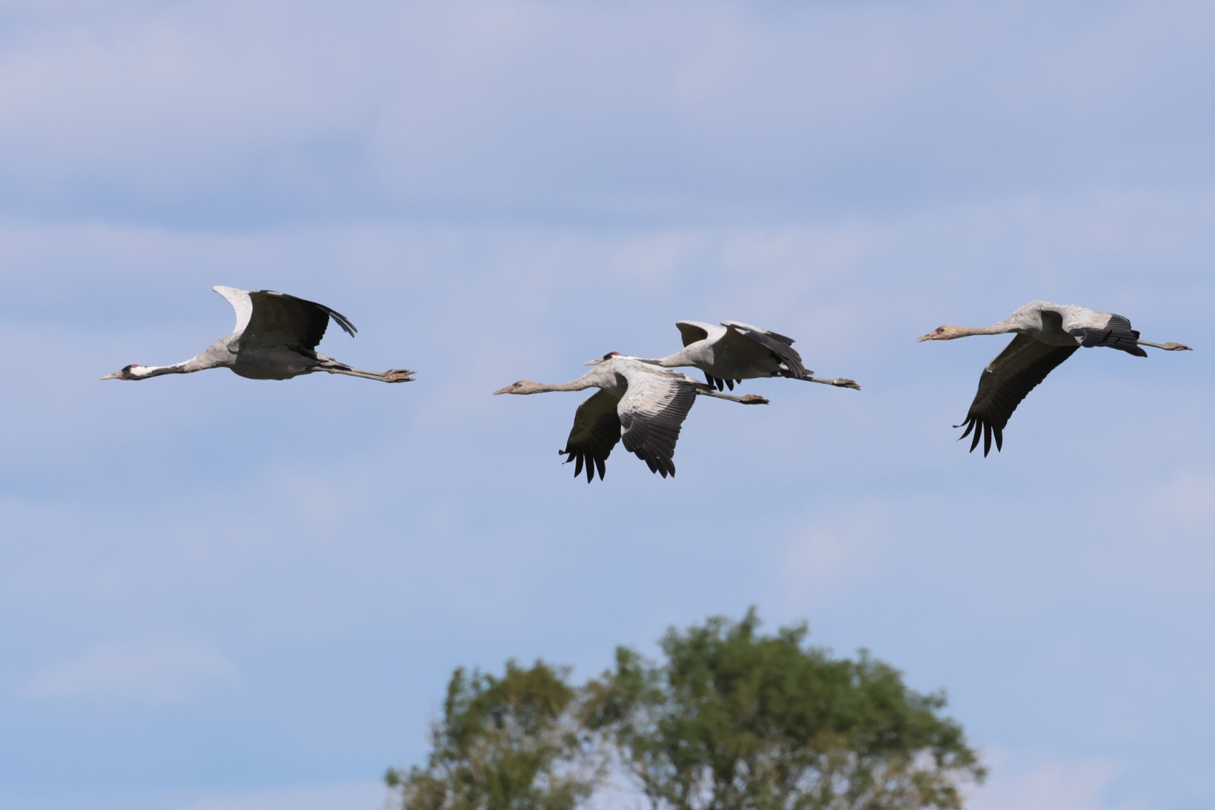 Common Crane