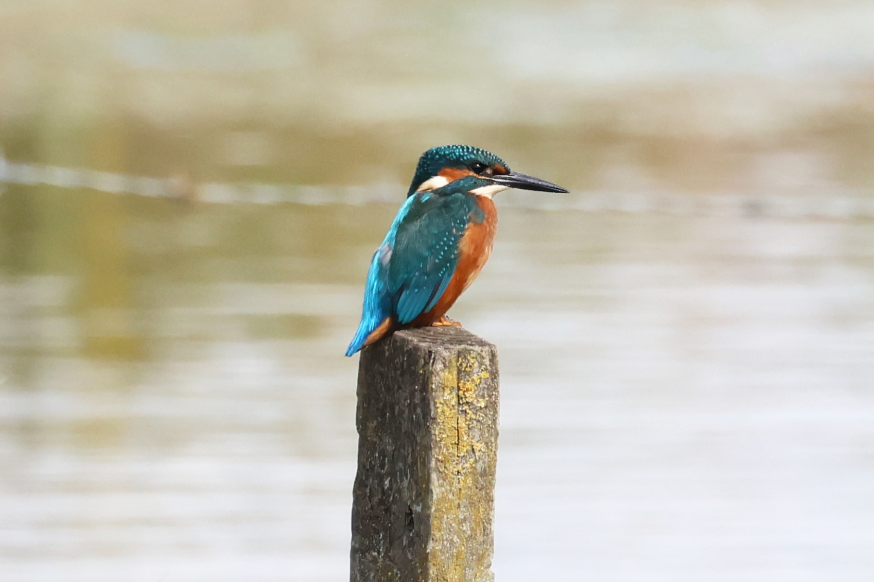 Kingfisher