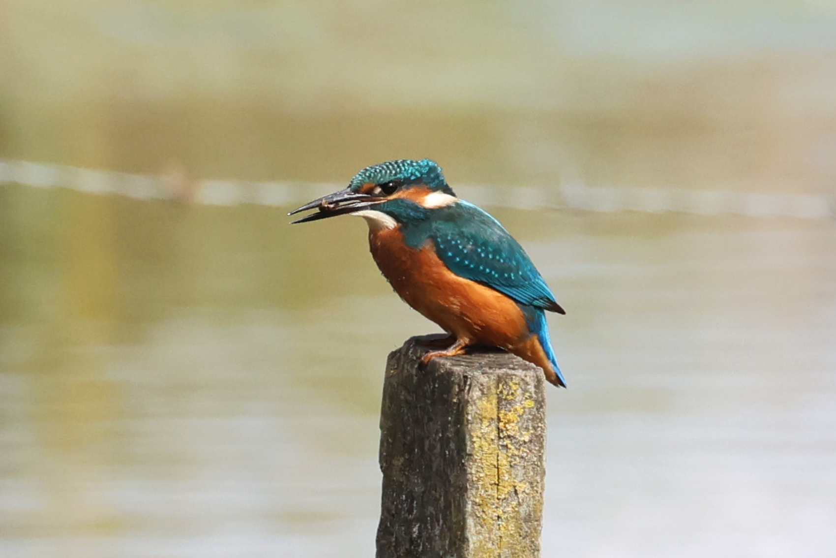 Kingfisher