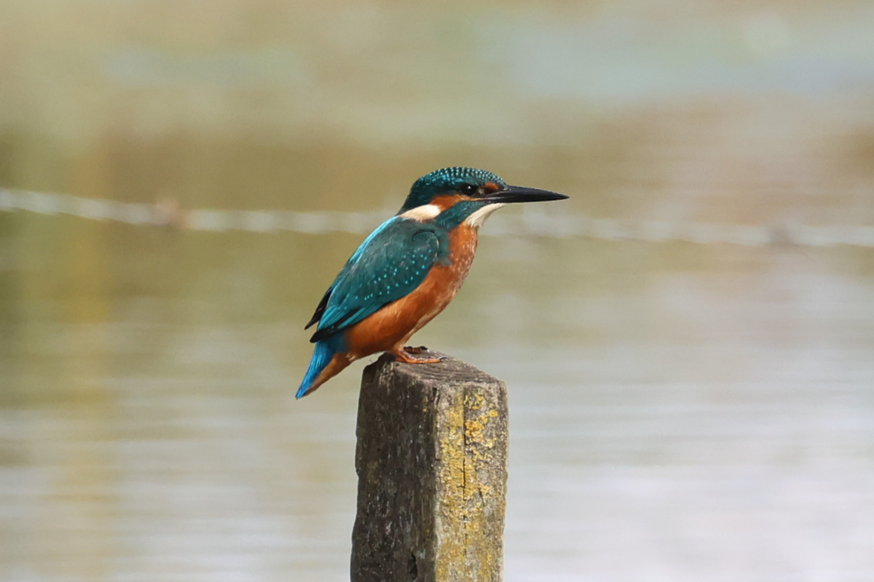 Kingfisher