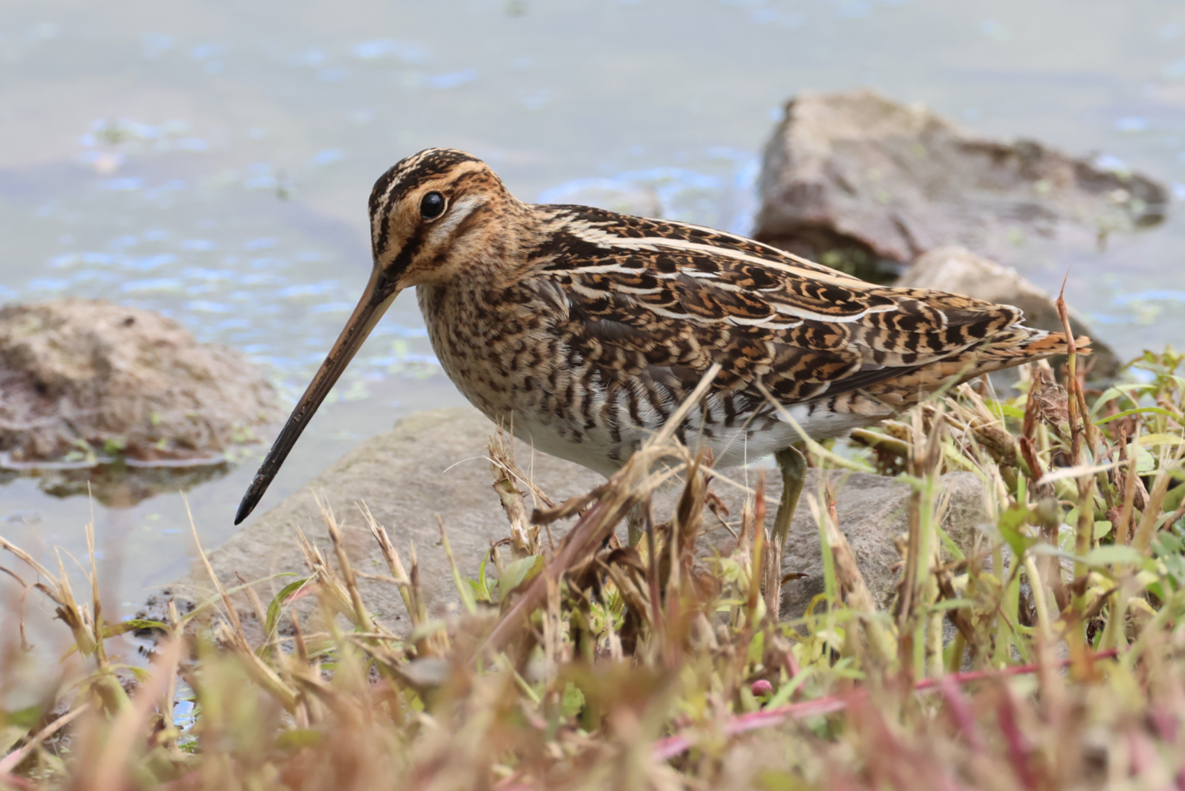 Snipe