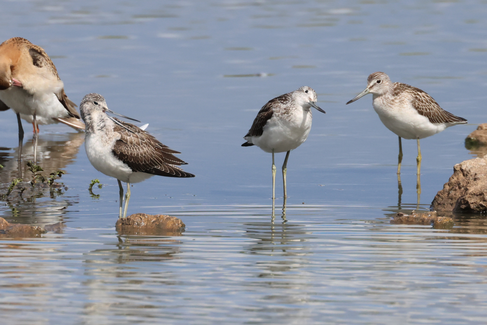 Greenshank