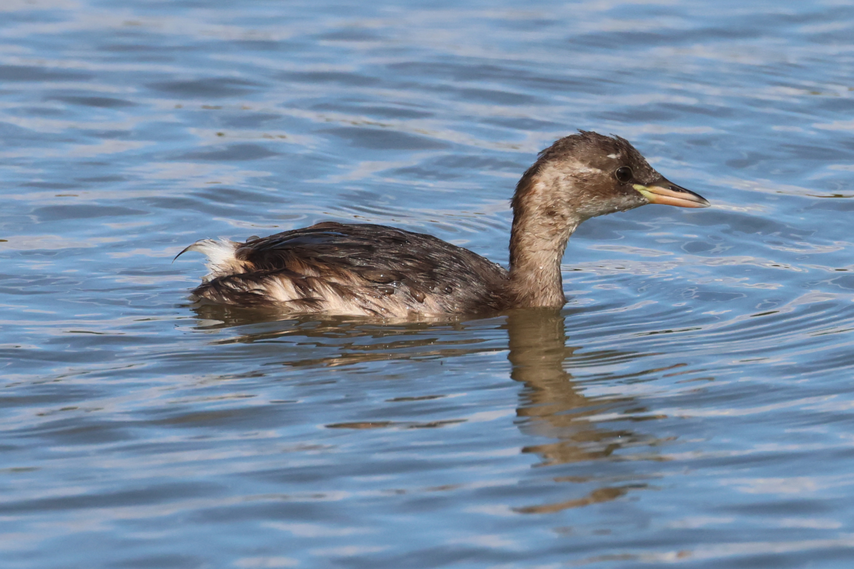 Little Grebe