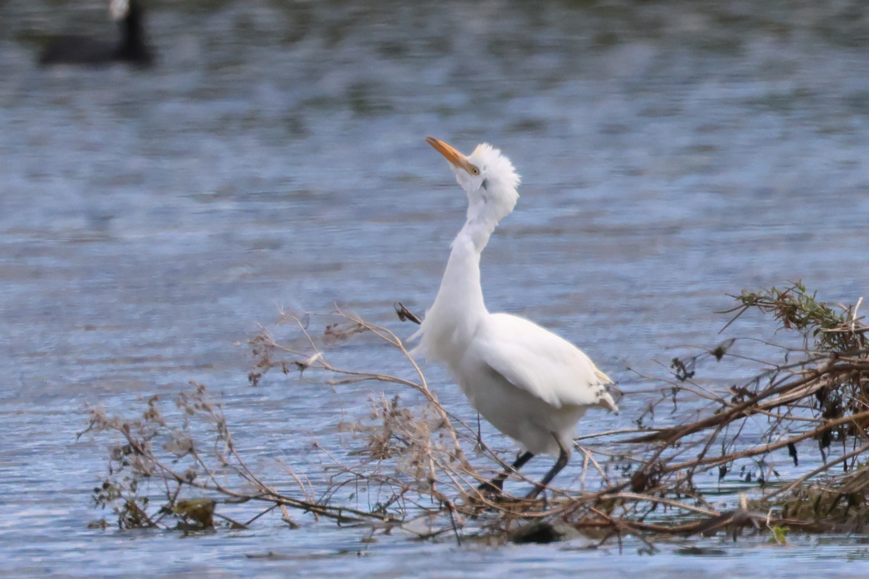 Cattle Egret