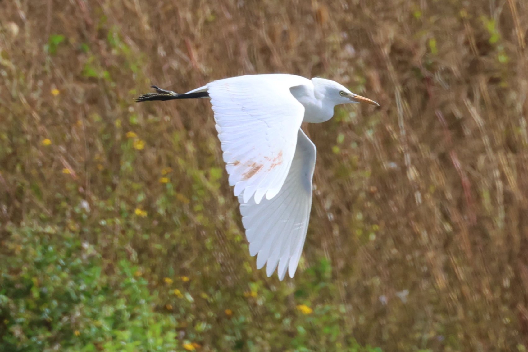 Cattle Egret