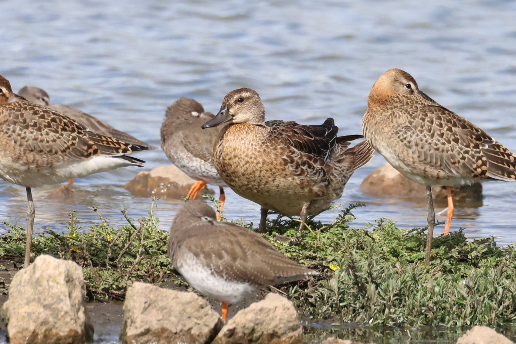 Garganey