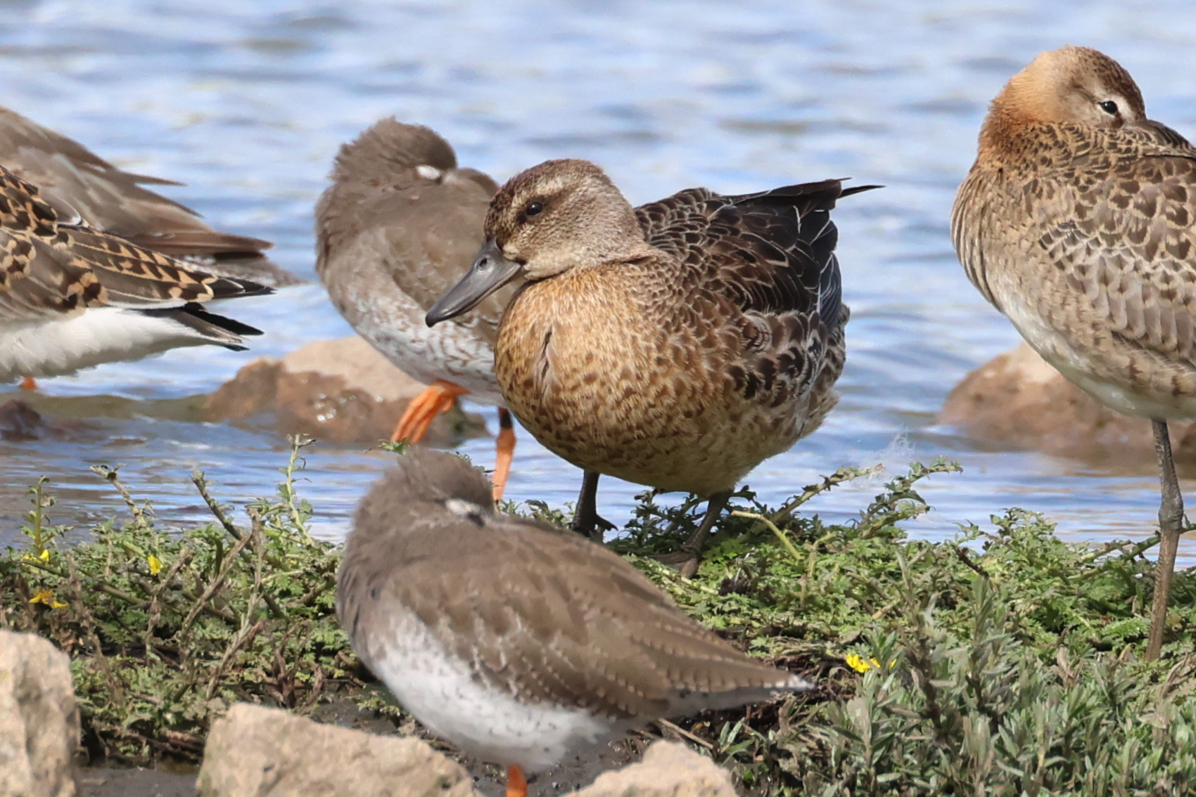 Garganey