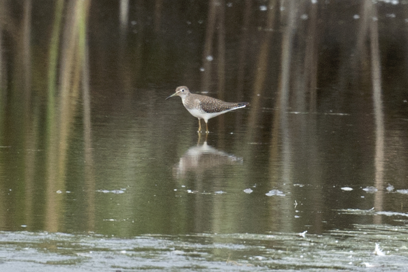 Solitary Sandpiper