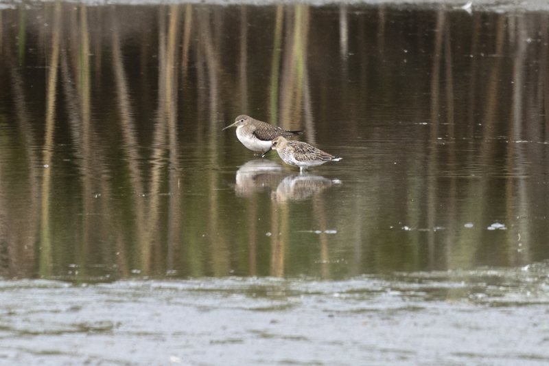 Solitary Sandpiper