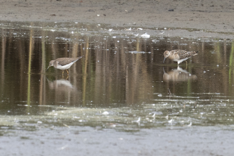Solitary Sandpiper