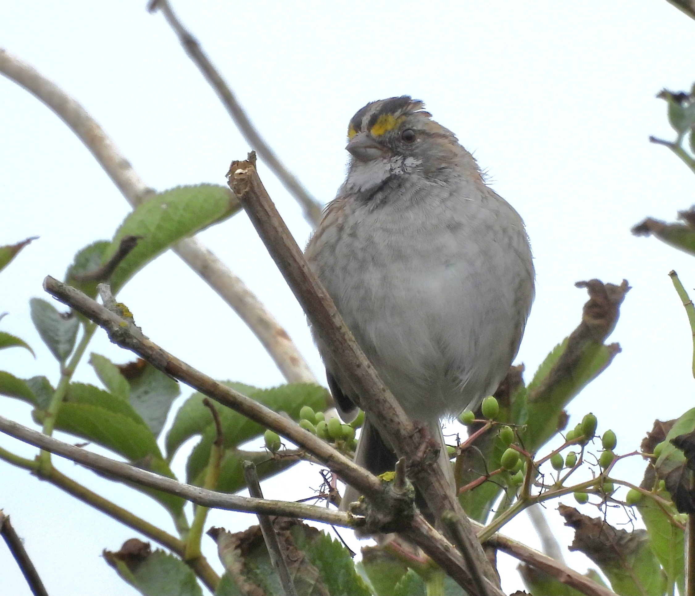 White-throated Sparrow