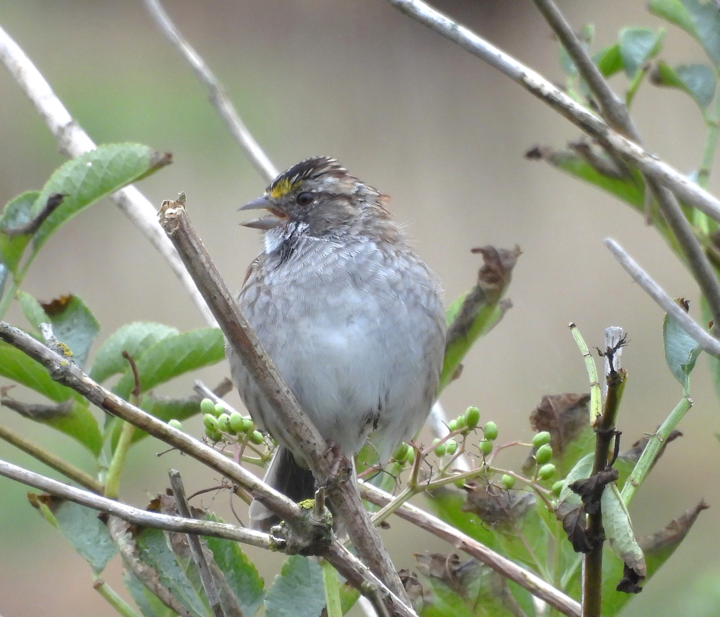 White-throated Sparrow