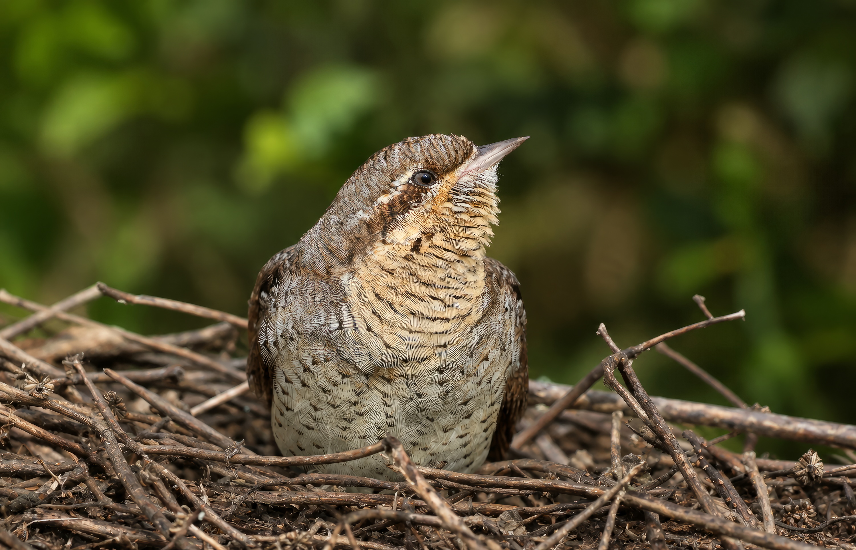 Wryneck 
