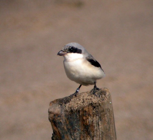 Lesser Grey Shrike