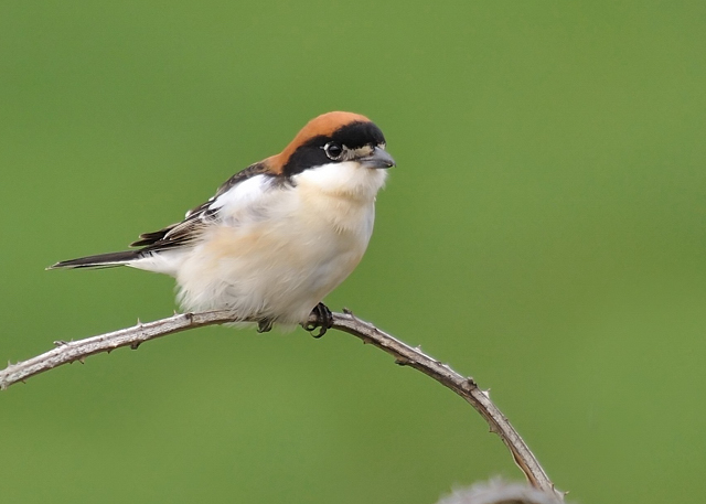 Woodchat Shrike