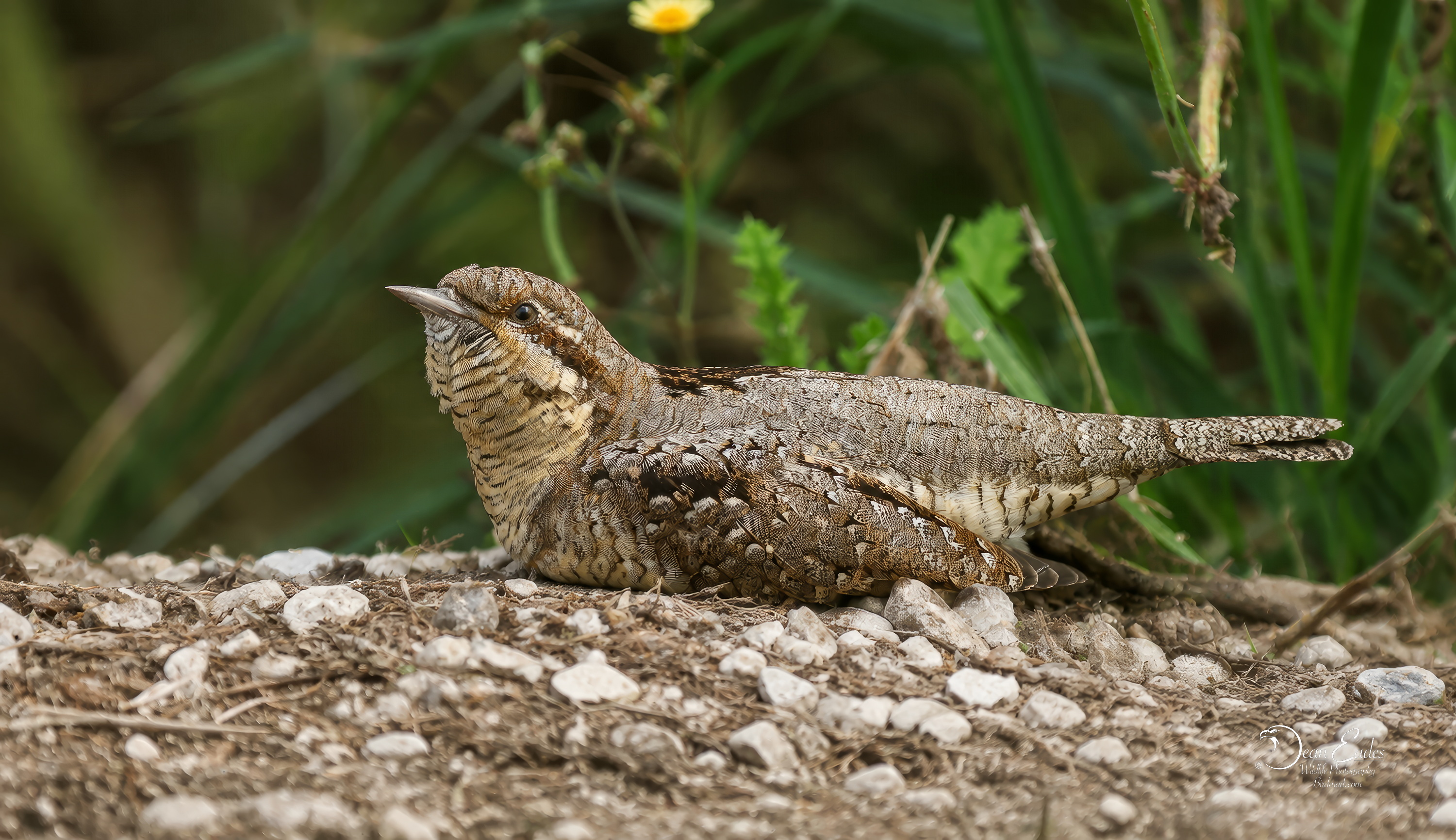 Wryneck 