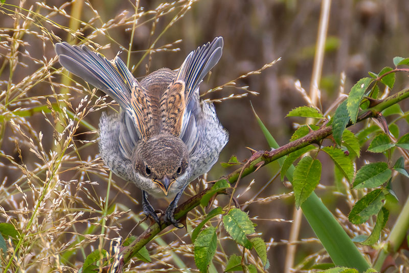 Red-backed Shrike
