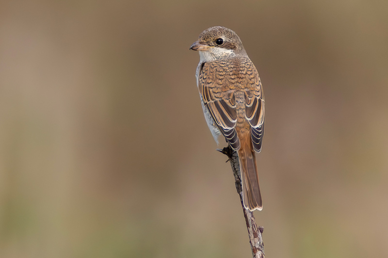 Red-backed Shrike