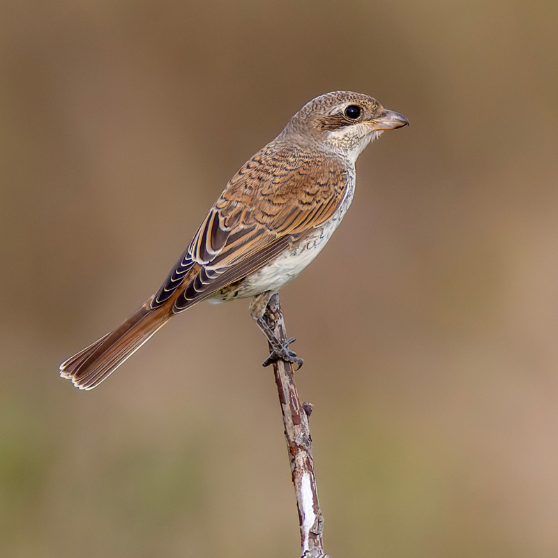 Red-backed Shrike