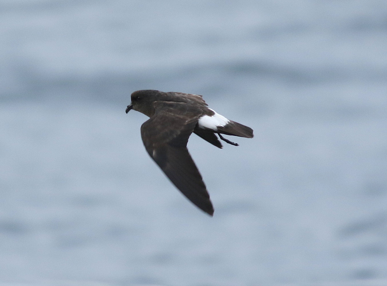 Storm Petrel