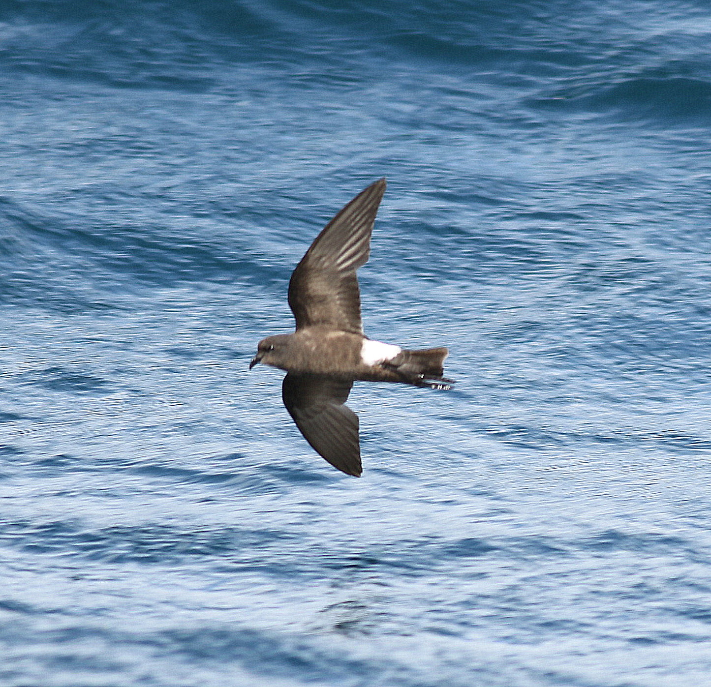 Wilson's Petrel