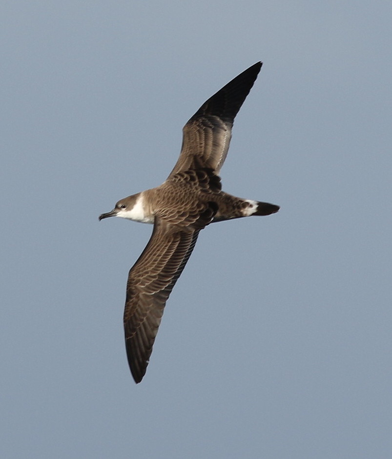 Great Shearwater