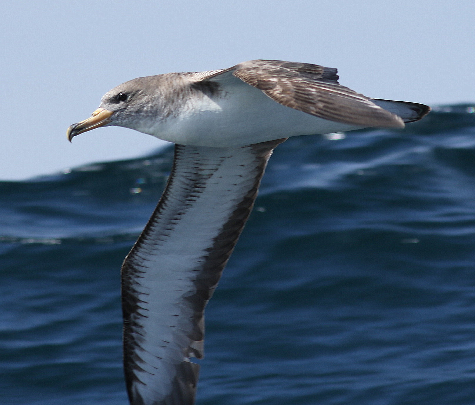 Cory's Shearwater
