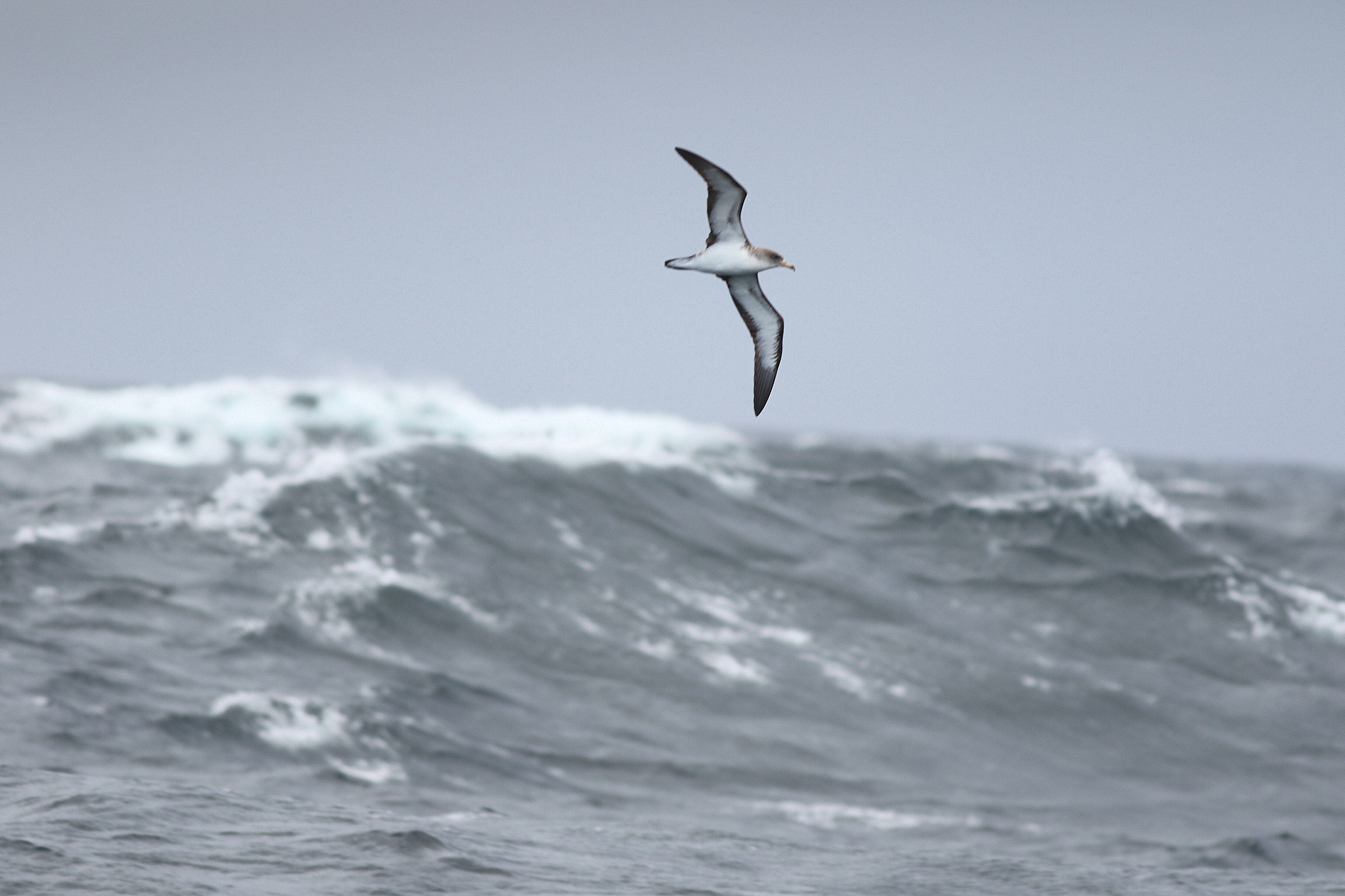 Cory's Shearwater