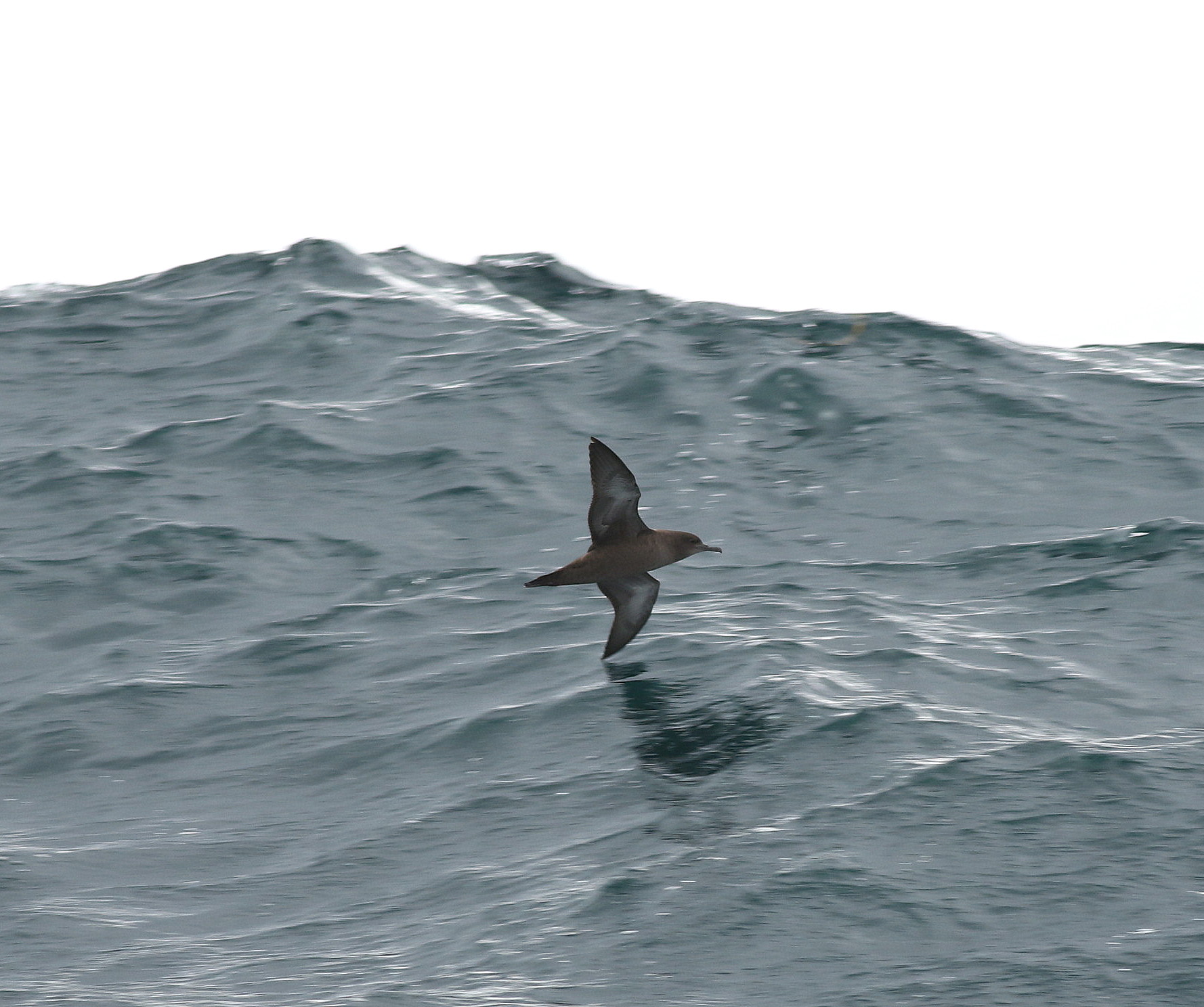 Sooty Shearwater