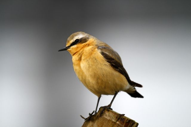 Wheatear