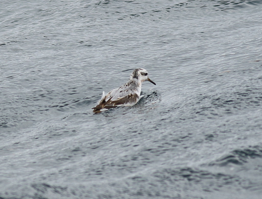 Grey Phalarope