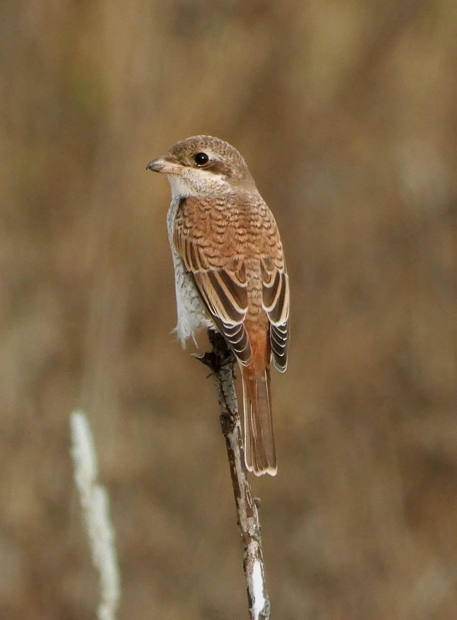 Red-backed Shrike