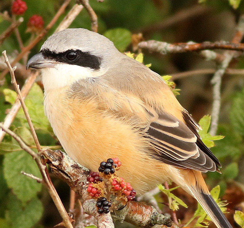 Long tailed shrike