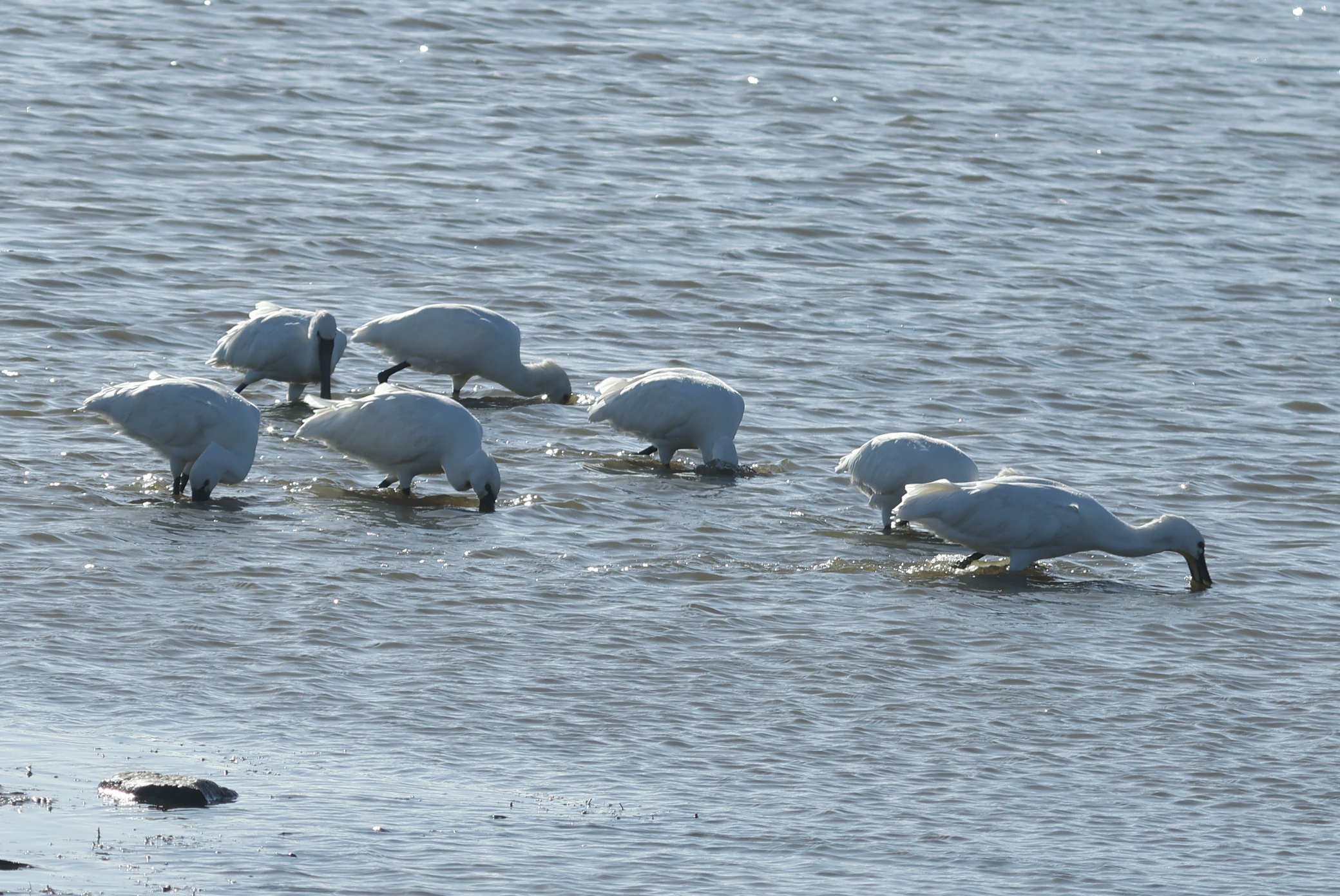 Spoonbill