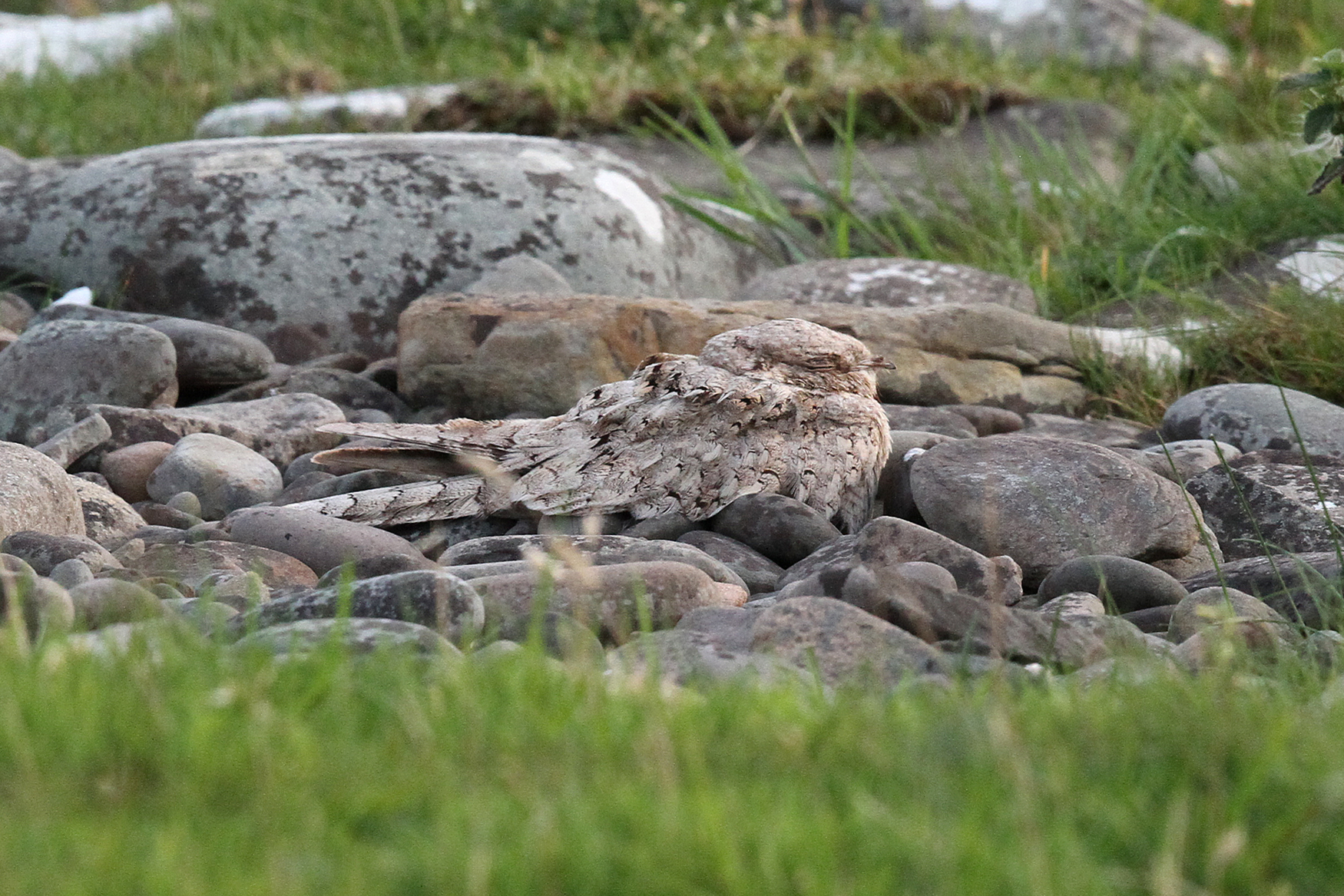 Egyptian Nightjar