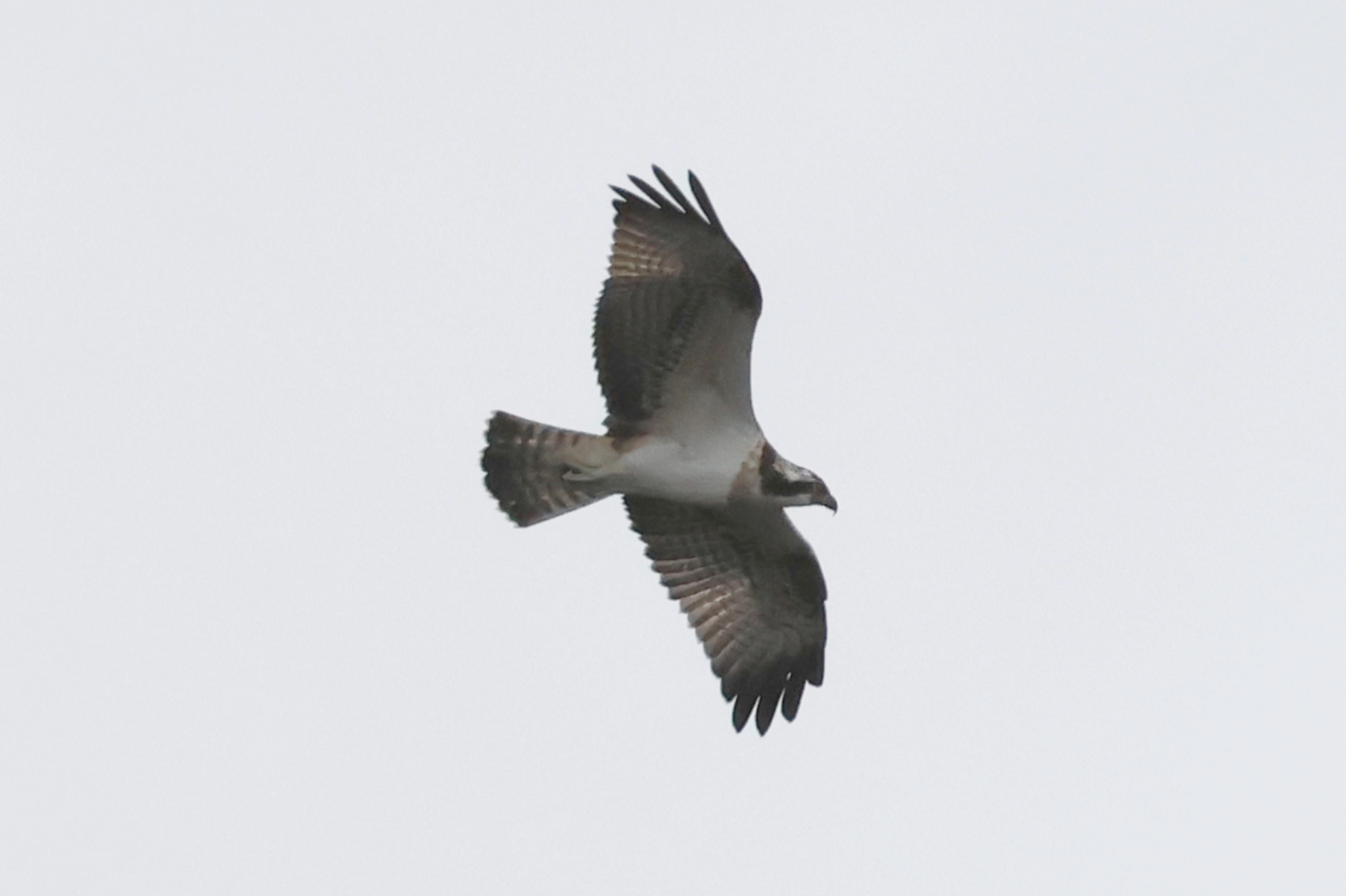 Osprey