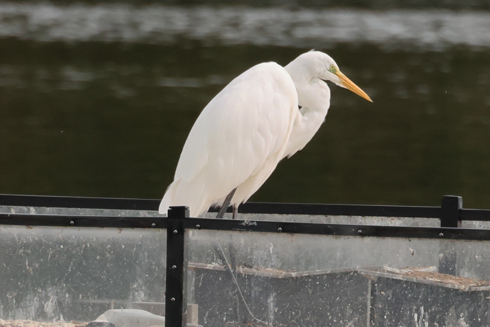 Great White Egret