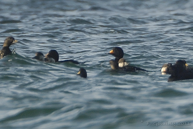 Black Scoter