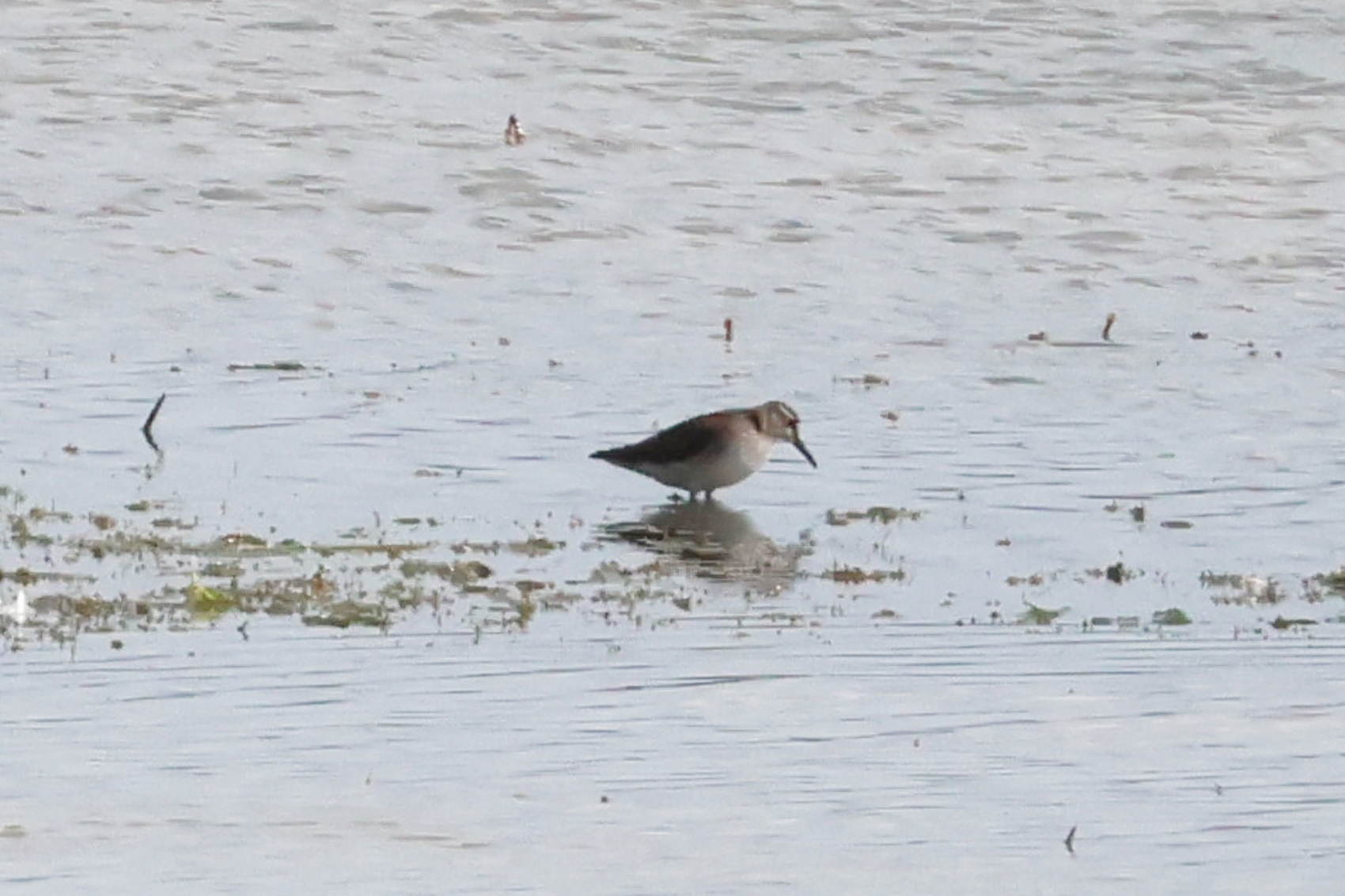 Wood Sandpiper