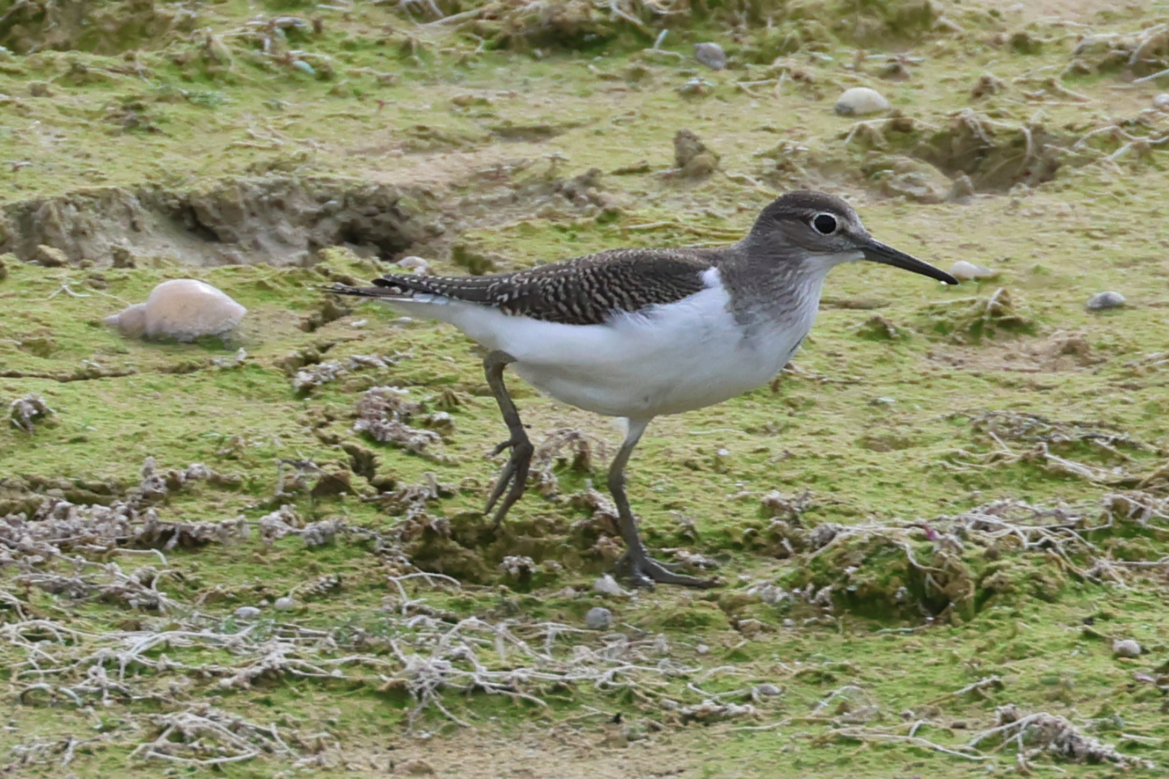 Common Sandpiper