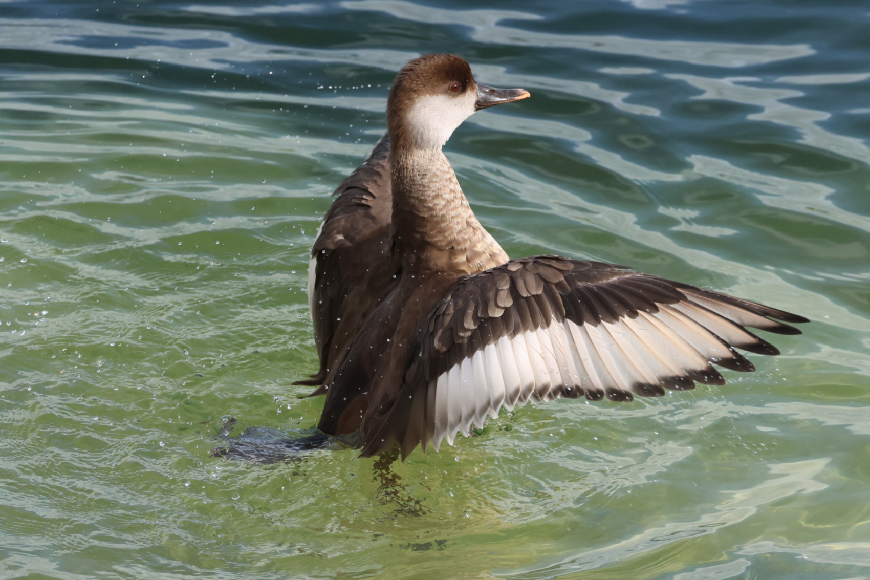 Red-crested Pochard