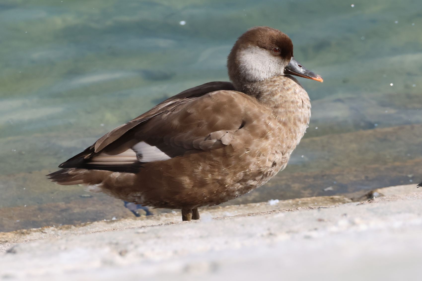 Red-crested Pochard