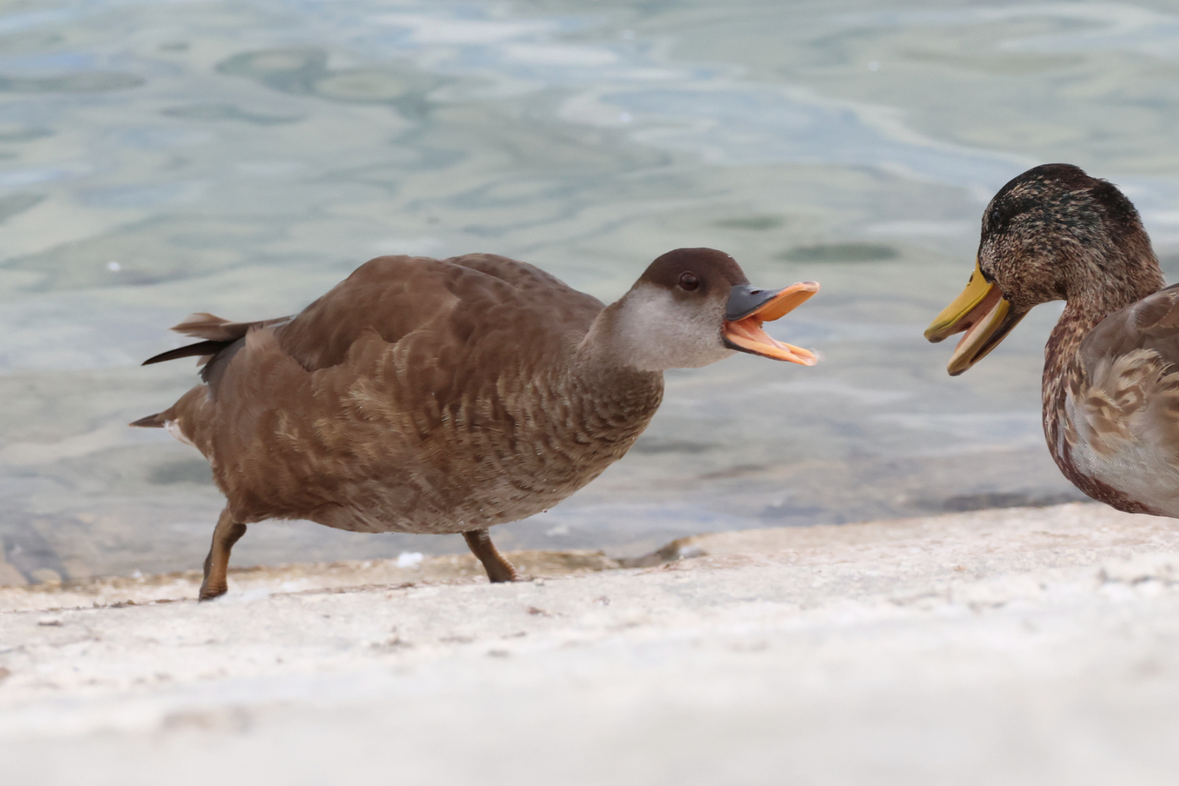 Red-crested Pochard