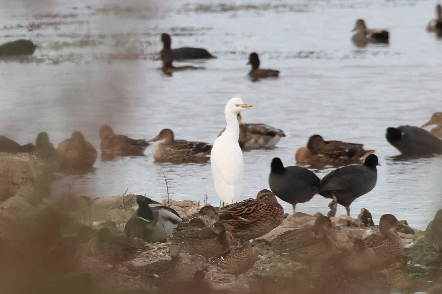 Cattle Egret