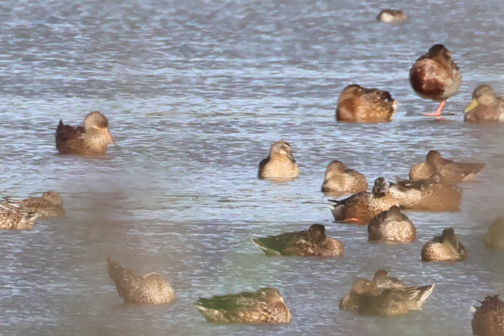 Garganey