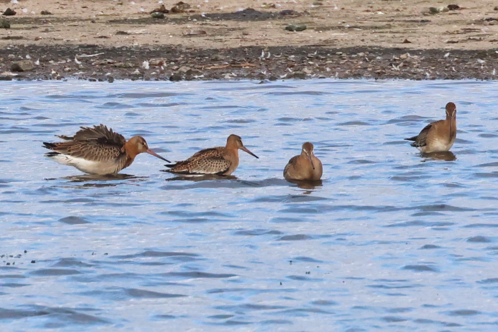 Black-tailed Godwit